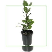 Defne Fidanı 40-60 cm Kampanya