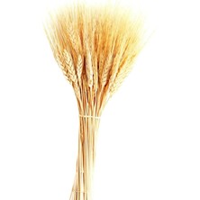 İpek Hobi Kurutulmuş Buğday Başağı 10 Bağ