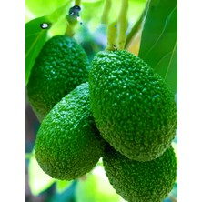 Mini Boy Has Cinsi Avokado 1kg