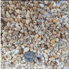 İpek Hobi   Mini Deniz Kabuğu 100 Gr