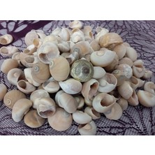 İpek Hobi  Ay Kabuğu Kahverengi (Moonshell Brown)Deniz Kabuğu (250 Gr) Yerli 250 Gr