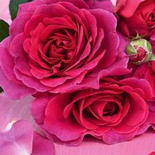 Bilgarden Tüplü Yediveren Koyu Mor Eliza Yoğun Kokulu Gül Fidanı