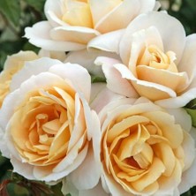 Bilgarden Tüplü Koleksiyonluk Lions Rose Kokulu Yediveren Gül Fidanı