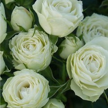 Bilgarden Tüplü Escimo Yediveren Çok Goncalı Gül Fidanı