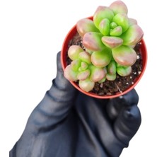 Smyrna Garden Sedum Lucidum Obesum Succulent - 5,5 cm Saksıda - Parlak Yağ Damkoruğu Sukulent