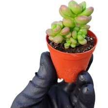 Smyrna Garden Sedum Lucidum Obesum Succulent - 5,5 cm Saksıda - Parlak Yağ Damkoruğu Sukulent