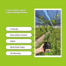 Fidan Sepetim 2 Yaş Patriot Çeşiti Yaban Mersini Fidanı