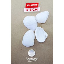 Kuzeylina Nikah Şekerine Özel Deniz Kabuğu 25 Adet 5-8 cm