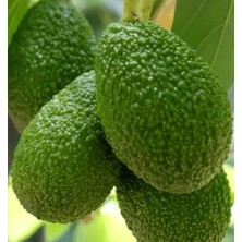 Avokado Has Cins 1kg 125-180 Gramarası