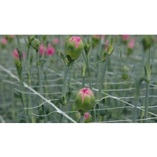 Bahche Bitki Destek Filesi 0,98 mt X1.000 Mt. 14X14 Cm.göz Aralığı