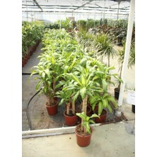 Servet Bitkisi / Dracaena (Draçena) Fragrans Massengana / 80-100 cm / 2 Kollu / Sevilen Bitki