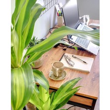 Servet Bitkisi / Dracaena (Draçena) Fragrans Massengana / 80-100 cm / 2 Kollu / Sevilen Bitki