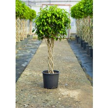 Smyrna Garden Örgü Benjamin / 120-140 cm / Salon Bitkileri / Popüler Bitki / Özel Tasarım Bitki