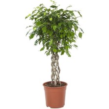 Smyrna Garden Örgü Benjamin / 120-140 cm / Salon Bitkileri / Popüler Bitki / Özel Tasarım Bitki
