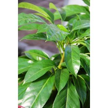 Smyrna Garden Örgü Benjamin / 120-140 cm / Salon Bitkileri / Popüler Bitki / Özel Tasarım Bitki