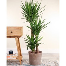 Smyrna Garden Yuka Avize Çiçeği / Yucca Massengena / 3 Kollu / 120-140 cm / Salon Bitkisi / Popüler Bitki