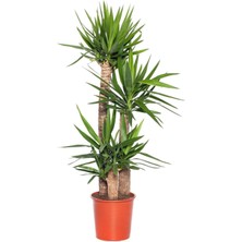 Smyrna Garden Yuka Avize Çiçeği / Yucca Massengena / 3 Kollu / 120-140 cm / Salon Bitkisi / Popüler Bitki