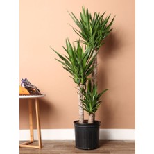 Smyrna Garden Yuka Avize Çiçeği / Yucca Massengena / 3 Kollu / 120-140 cm / Salon Bitkisi / Popüler Bitki
