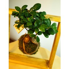 Bonsai Kokedama