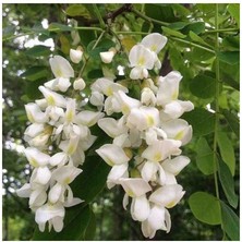 Doğaşık Akasya Ağacı Fidanı 1-2 Yaş Arası 60-100 cm Boylarında Tüplü