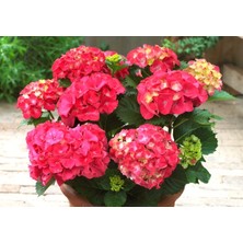 Ortanca – Hydrangea Macrophylla 20-40cm -Pembe