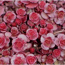 TNC Garden Groups Sedum Vodoo Kırmızı Dam Koruğu – Yer Örtücü Yayılıcı Bitki 45 Ade