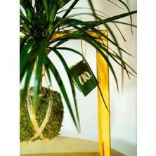 Madagaskar Dragon Ağacı Kokedama, Dracaena Marginata Kokedama