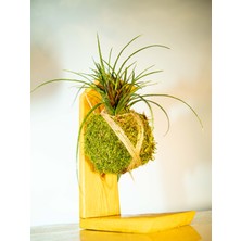 Tillandsia Cyanaea Kokedama, Hava Bitkisi Kokedama