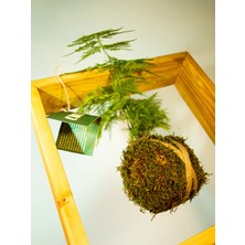 Asparagus Setaceus Kokedama, Tül Kuşkonmaz Kokedama.