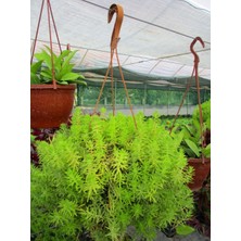 TNC Garden Groups Sarı Sedum - Stonecrop Askılı Saksıda 2 Adet