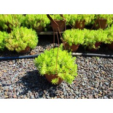 TNC Garden Groups Sarı Sedum - Stonecrop Askılı Saksıda 2 Adet