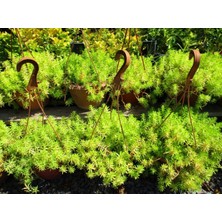 TNC Garden Groups Sarı Sedum - Stonecrop Askılı Saksıda 2 Adet