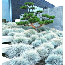 TNC Garden Groups Mavi Çim (Festuca Glauca) 3 Adet