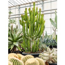 Süt Ağacı – Euphorbia Trigona