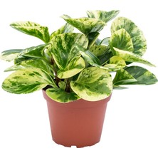 Alacalı Zümrüt Dalgası – Peperomia Obtusifolia