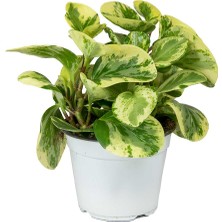 Alacalı Zümrüt Dalgası – Peperomia Obtusifolia