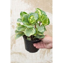 Alacalı Zümrüt Dalgası – Peperomia Obtusifolia