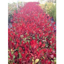 TNC Garden Groups Bodur Alev Çalısı Photinia Red Nana 50 Adet