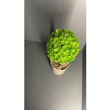 Mini Top Ağaç