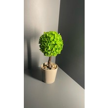 Mini Top Ağaç