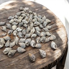 Nassarıus Gaudıossus Gerçek Deniz Kabuğu 1-2,5  cm  Uzunlukta (100 Adet)