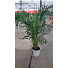 My Çiçekçim Areca Palmiyesi 130-150 cm Ev Ofis Salon Bitkisi