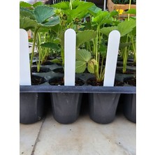 Bitki Etiketi 1,5*12,5cm Beyaz (100 Adet) ve Mavi Asetatlı Kalem Takım