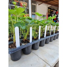 Bitki Etiketi 1,5*12,5cm Beyaz (100 Adet) ve Mavi Asetatlı Kalem Takım