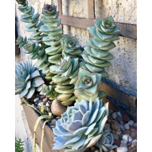 Smyrna Garden Düğme Dizisi Sukulent / 5,5 cm Saksıda / Crassula Perforata Succulent / Kızıl Kenarlı