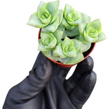 Smyrna Garden Düğme Dizisi Sukulent / 5,5 cm Saksıda / Crassula Perforata Succulent / Kızıl Kenarlı