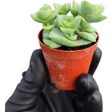 Smyrna Garden Düğme Dizisi Sukulent / 5,5 cm Saksıda / Crassula Perforata Succulent / Kızıl Kenarlı