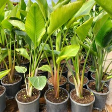 Starliçe (Cennet Kuşu Çiçeği) Strelitzia Nicolai 60 cm