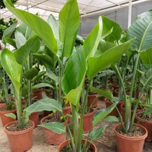 Starliçe (Cennet Kuşu Çiçeği) Strelitzia Nicolai 60 cm