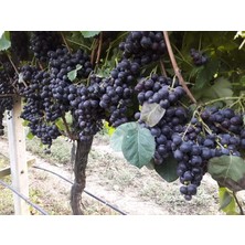 Fidancıyız Tüplü Fidan Alphonse Üzüm Fidanı